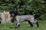 CHIEN NU CHINOIS 024